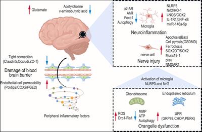 The role of the peripheral system dysfunction in the pathogenesis of sepsis-associated encephalopathy